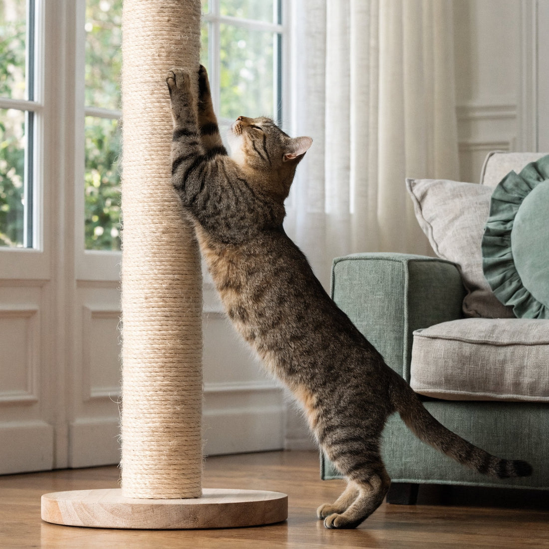 Best Cat Scratcher Guide: Materials, Types, and Placement Tips