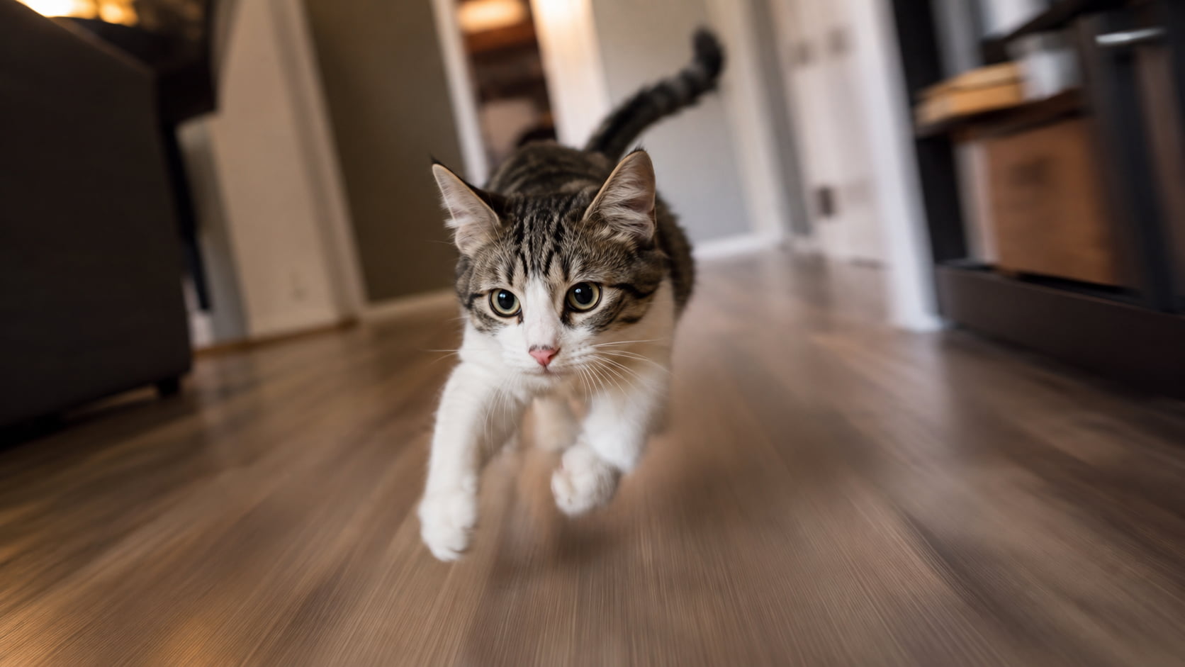Why Does My Cat Randomly Zoom Around the House?
