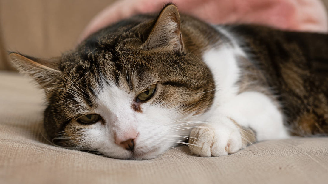 Sick cat resting while showing possible bird flu symptoms