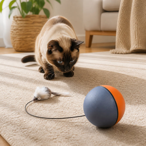 Siamese cat watching a blue and orange rolling ball toy