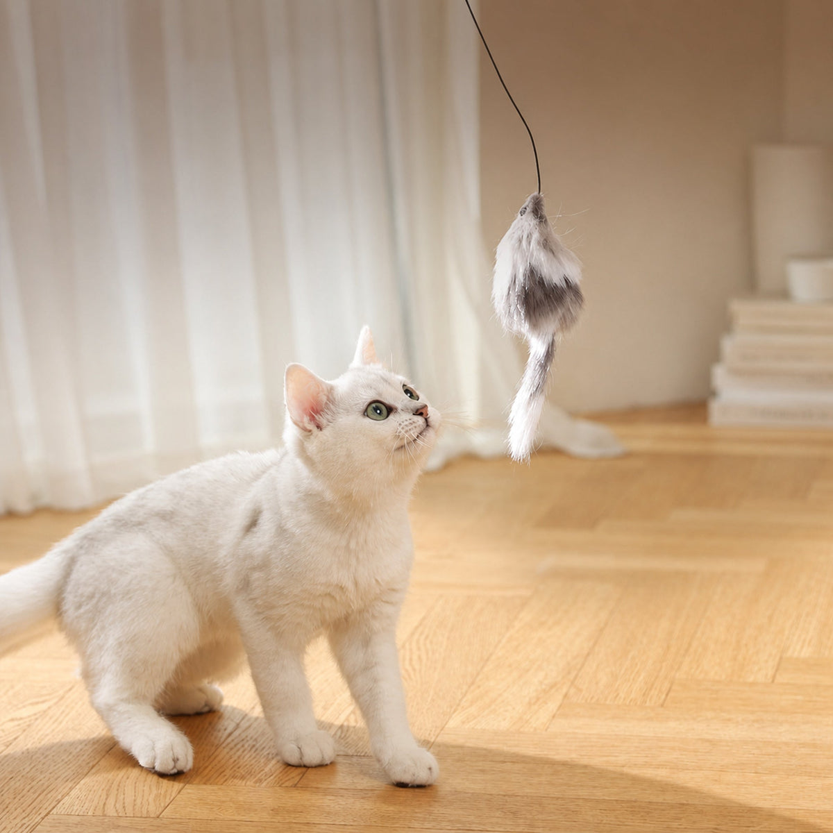 Cat watching the plush mouse teaser during play